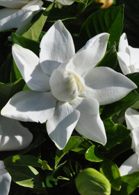 Gardenia jasminoides 'Summer Snow'